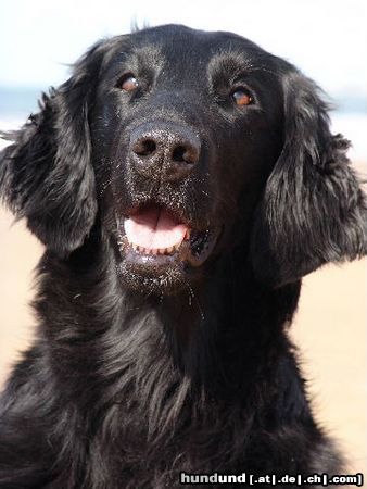 Flat Coated Retriever Hunde Foto 10868 Flat Coated Retriever Ebony