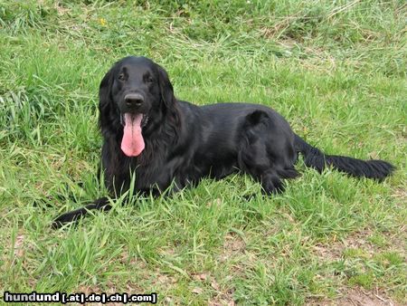 Flat Coated Retriever Hunde Foto 11083 Flat Coated Retriever Wo ist der Ball?
