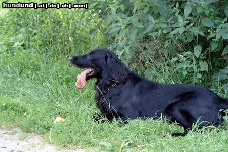 Flat Coated Retriever Hunde Foto 11071 Flat Coated Retriever Elvis