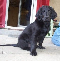 Flat Coated Retriever Hunde Foto 2078 Flat Coated Retriever