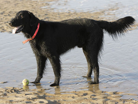 Flat Coated Retriever Flatcoated Toffee