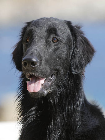 Flat Coated Retriever Flatcoated Toffee Porträt