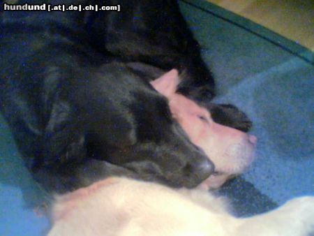 Flat Coated Retriever Mein Lycas und seine blonde Freundin!