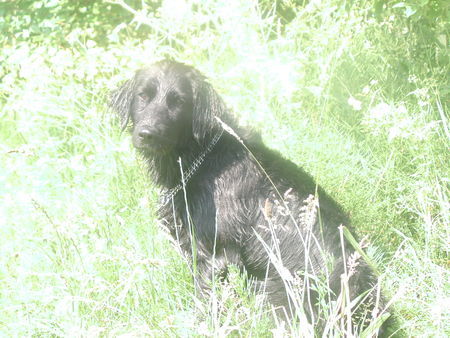 Flat Coated Retriever Luna, am See! Flat Coatet-?-Mix