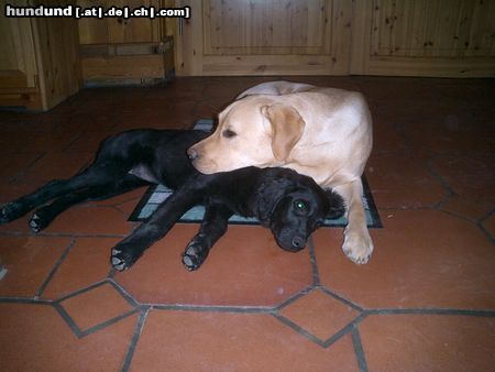 Flat Coated Retriever Hunde Foto 17300 in höherer Auflösung ansehen Flat Coated Retriever Ginger + Hannah