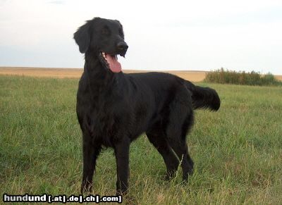 Flat Coated Retriever Hunde Foto 14352 Flat Coated Retriever REKLAMA Canes Beati