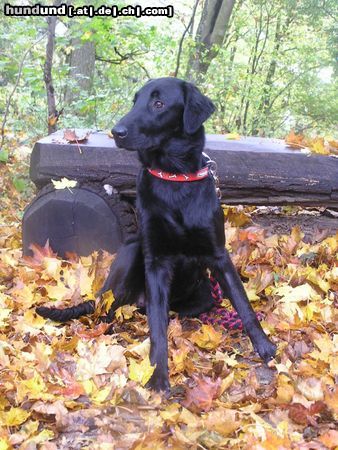 Flat Coated Retriever Hunde Foto 16487 in höherer Auflösung ansehen Flat Coated Retriever Hessi z Kroukartí