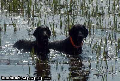 Flat Coated Retriever Hunde Foto 11207 Flat Coated Retriever REKLAMA Canes Beati & Sniffens STAR PRINCESS