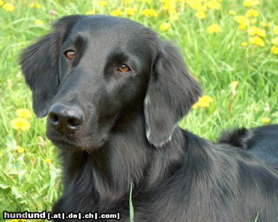Flat Coated Retriever Hunde Foto 11209 Flat Coated Retriever REKLAMA Canes Beati