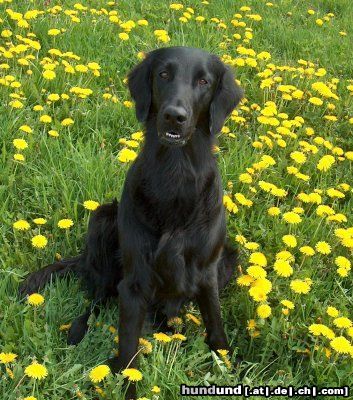 Flat Coated Retriever Hunde Foto 11208 Flat Coated Retriever REKLAMA Canes Beati