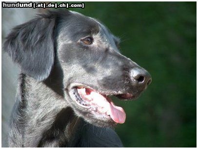 Flat Coated Retriever Hunde Foto 13218 Flat Coated Retriever REKLAMA Canes Beati