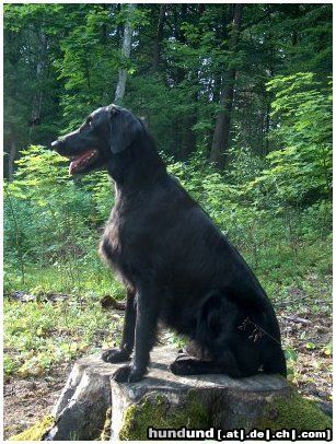 Flat Coated Retriever Hunde Foto 13219 Flat Coated Retriever REKLAMA Canes Beati