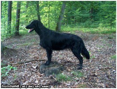 Flat Coated Retriever Hunde Foto 13217 Flat Coated Retriever REKLAMA Canes Beati
