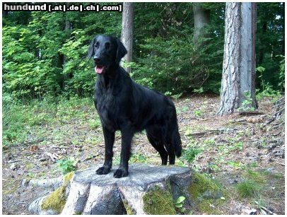 Flat Coated Retriever Hunde Foto 13220 Flat Coated Retriever REKLAMA Canes Beati