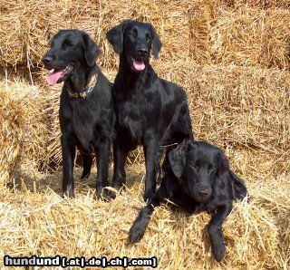 Flat Coated Retriever Hunde Foto 14353 Flat Coated Retriever Ada, Afera & Mona