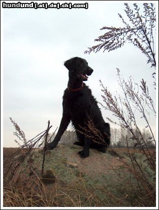 Flat Coated Retriever Hunde Foto 17831 in höherer Auflösung ansehen Flat Coated Retriever Afera