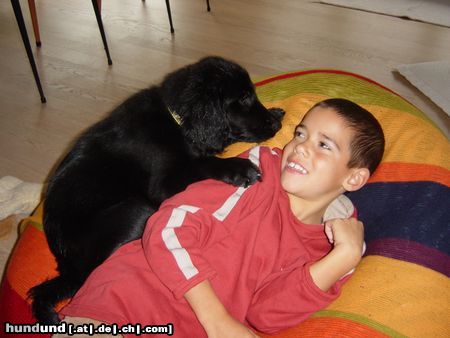 Flat Coated Retriever Hunde Foto 9915 Flat Coated Retriever unsere Pinka ist überaus kinderfreundlich