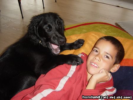 Flat Coated Retriever Hunde Foto 9914 Flat Coated Retriever zwei dicke Freunde