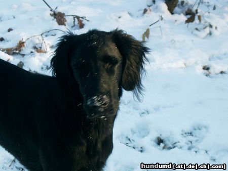 Flat Coated Retriever Hunde Foto 7713 Flat Coated Retriever Schnee