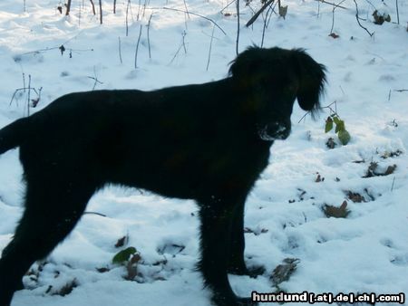 Flat Coated Retriever Hunde Foto 7714 Flat Coated Retriever Schnee
