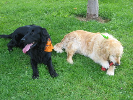 Flat Coated Retriever Apollo + Max