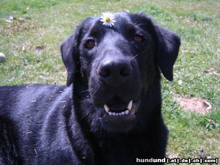 Flat Coated Retriever Hunde Foto 11977 Flat Coated Retriever Unsere Gina