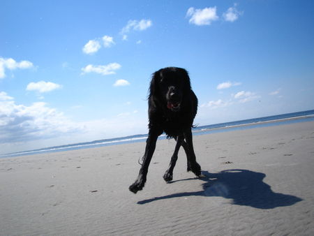 Flat Coated Retriever Hunde Foto 32670 in höherer Auflösung ansehen Flat Coated Retriever