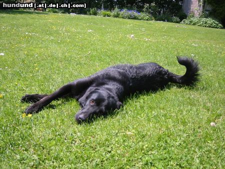Flat Coated Retriever Hunde Foto 12121 Flat Coated Retriever