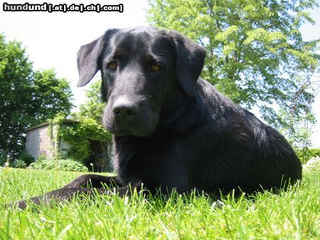 Flat Coated Retriever Hunde Foto 12122 Flat Coated Retriever es ging mir niemals besser