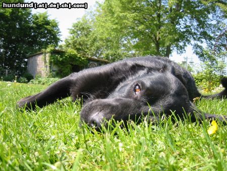 Flat Coated Retriever Hunde Foto 12123 Flat Coated Retriever mmh... ich liebe es hier!