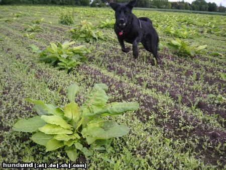 Flat Coated Retriever Hunde Foto 12124 Flat Coated Retriever ....und action!....