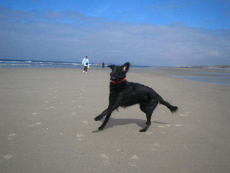 Flat Coated Retriever