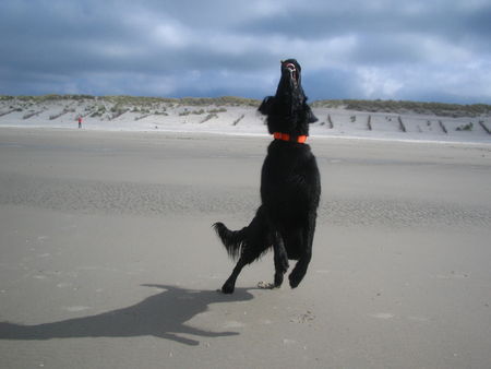 Flat Coated Retriever