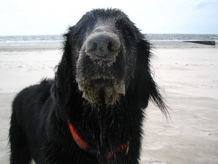 Flat Coated Retriever