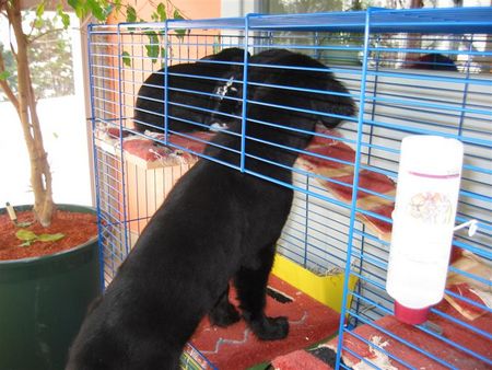 Flat Coated Retriever Hunde Foto 2045 Flat Coated Retriever und was bekomm ich heute zum fressen :O) ????