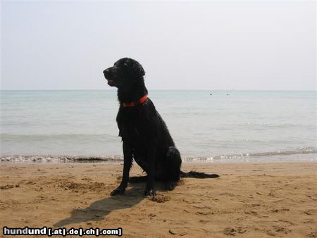 Flat Coated Retriever Hunde Foto 7139 Flat Coated Retriever das erste mal am meer :O))