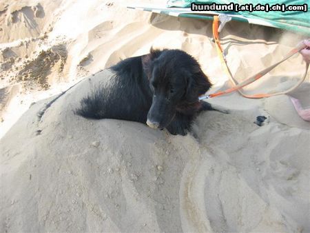 Flat Coated Retriever Hunde Foto 7140 Flat Coated Retriever das erste mal am meer :O))