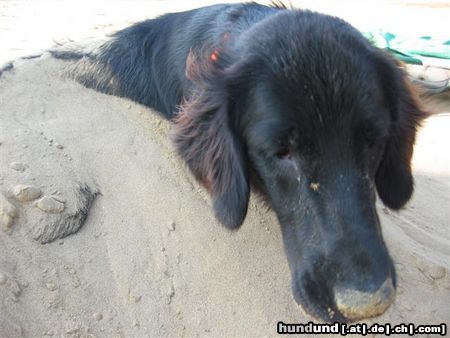 Flat Coated Retriever Hunde Foto 7141 Flat Coated Retriever das erste mal am meer :O))