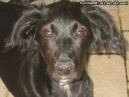 Flat Coated Retriever Hunde Foto 14016 Flat Coated Retriever Josefina Flat Mix