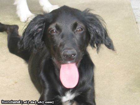 Flat Coated Retriever Hunde Foto 14018 Flat Coated Retriever Josefina Flat Mix