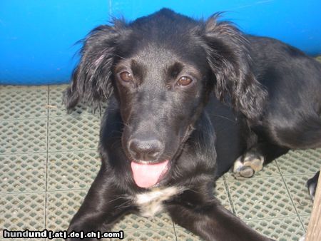 Flat Coated Retriever Hunde Foto 14017 Flat Coated Retriever Josefina Flat Mix