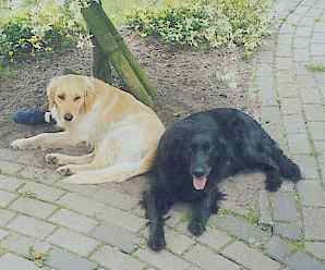 Flat Coated Retriever Black and Gold