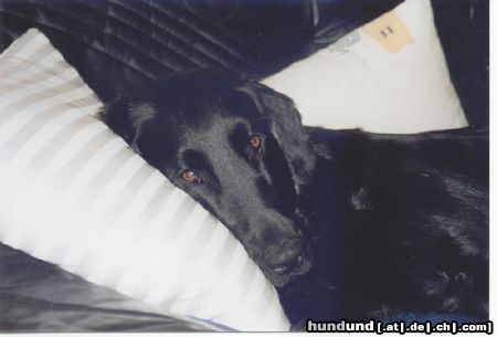 Flat Coated Retriever Hunde Foto 3154 Flat Coated Retriever Kaylee - Ich bin müde!