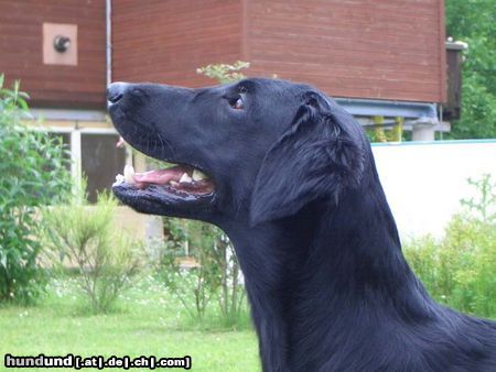 Flat Coated Retriever Hunde Foto 12336 Flat Coated Retriever Belinda Francis von Helping Hounds