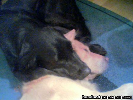 Flat Coated Retriever Lycas und seine blonde Freundin!