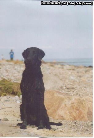 Flat Coated Retriever Hunde Foto 2765 Flat Coated Retriever An der Ostsee ist´s so schee!