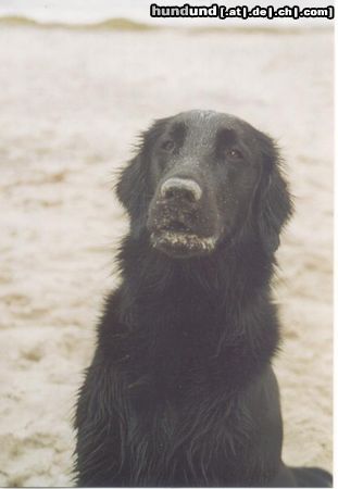 Flat Coated Retriever Hunde Foto 2766 Flat Coated Retriever