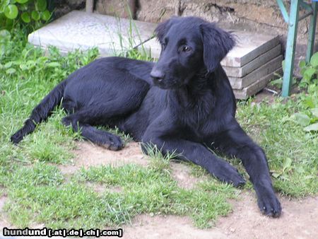 Flat Coated Retriever Hunde Foto 16491 in höherer Auflösung ansehen Flat Coated Retriever Hessi z Kroukartí 5 Monate
