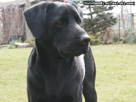 Flat Coated Retriever Hunde Foto 12027 Flat Coated Retriever black beauty (gina)