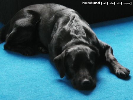 Flat Coated Retriever Hunde Foto 12025 Flat Coated Retriever black beauty (gina)